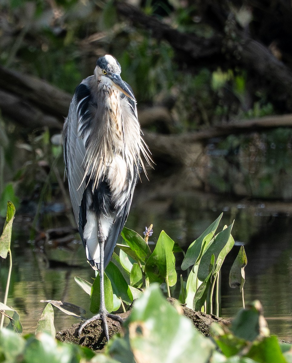 Great Blue Heron - ML642240781