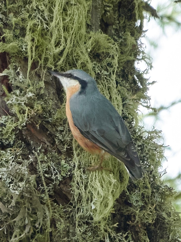 Eurasian Nuthatch - ML642240790