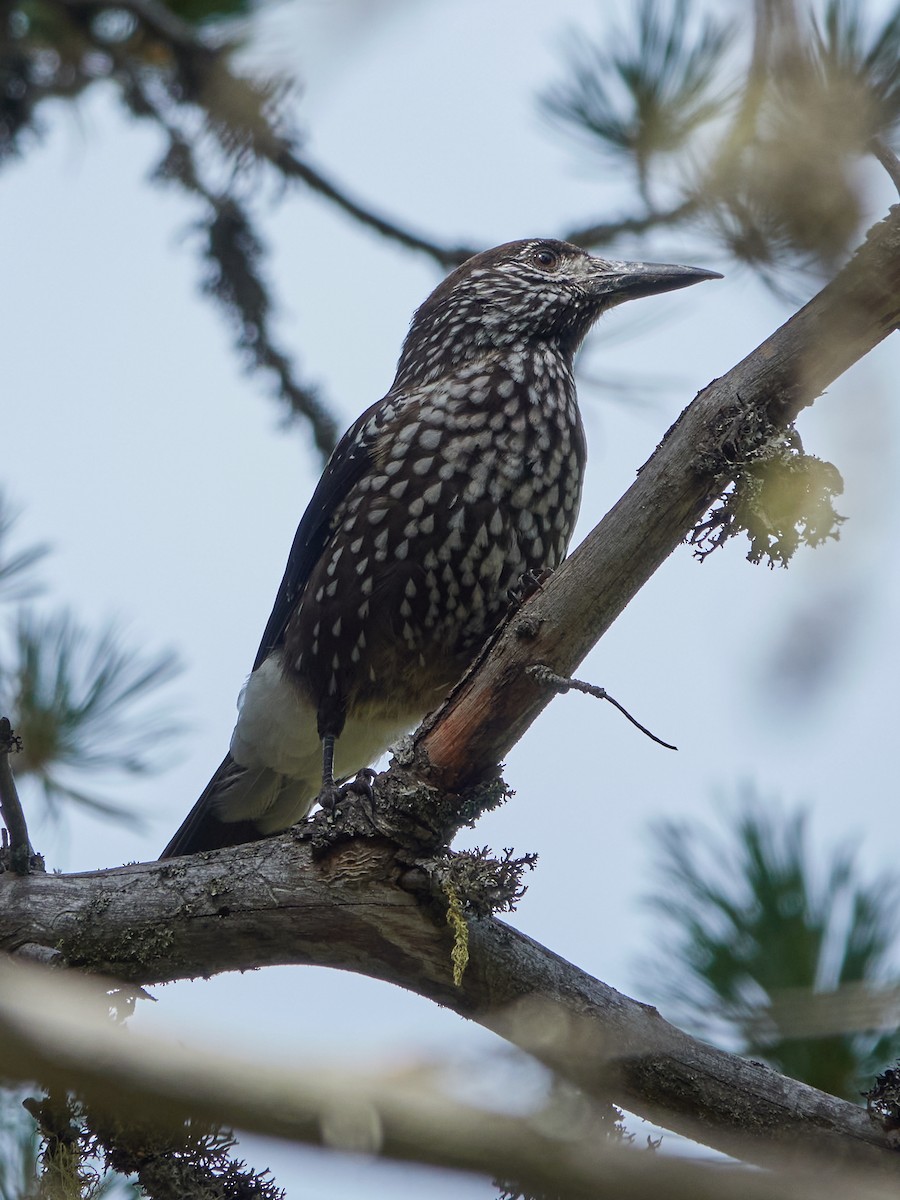 Northern Nutcracker - ML642240798
