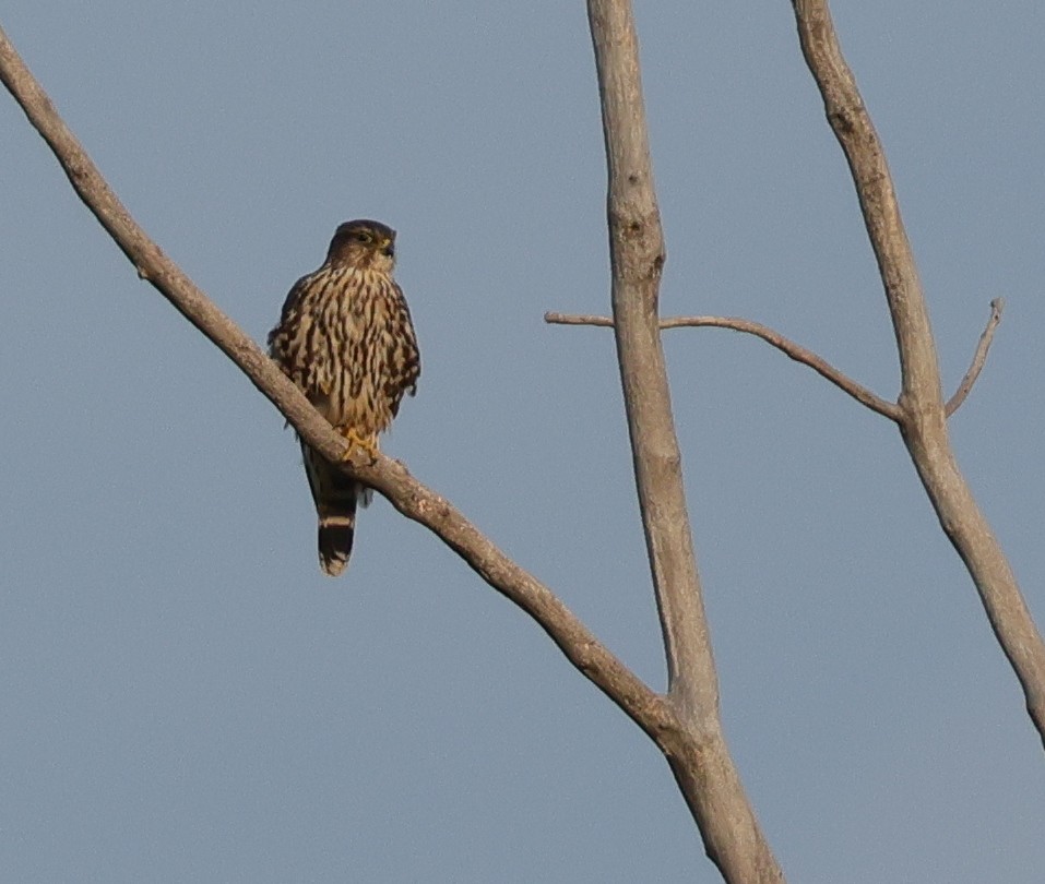 Merlin - ML642240799