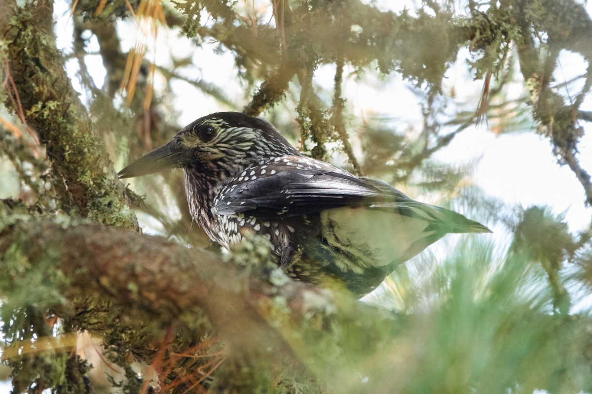 Northern Nutcracker - ML642240800
