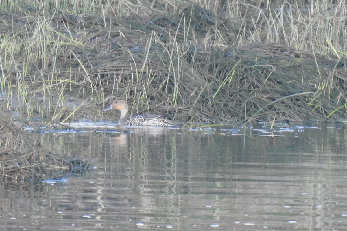 Northern Pintail - ML642240801