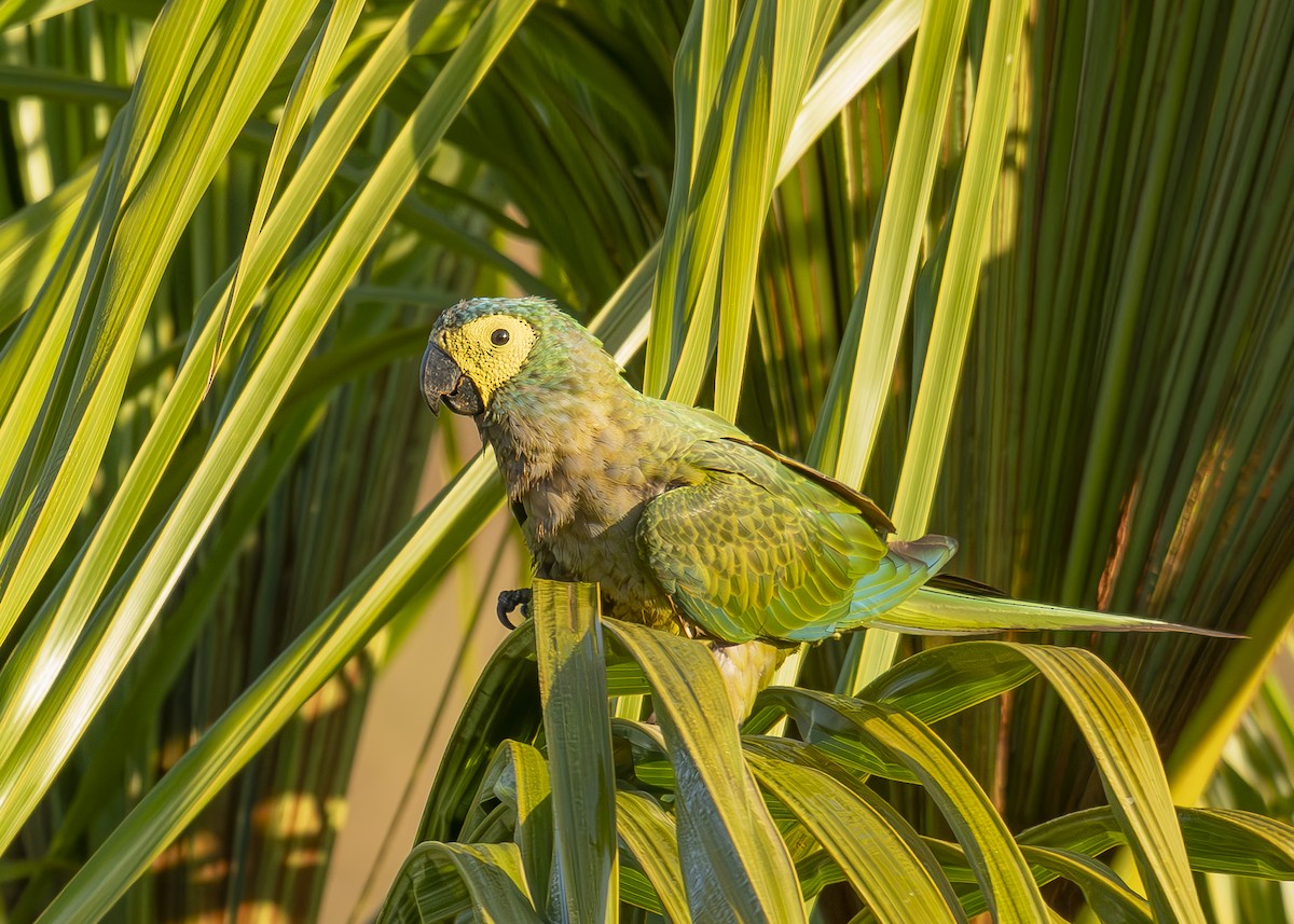 Red-bellied Macaw - ML642240804