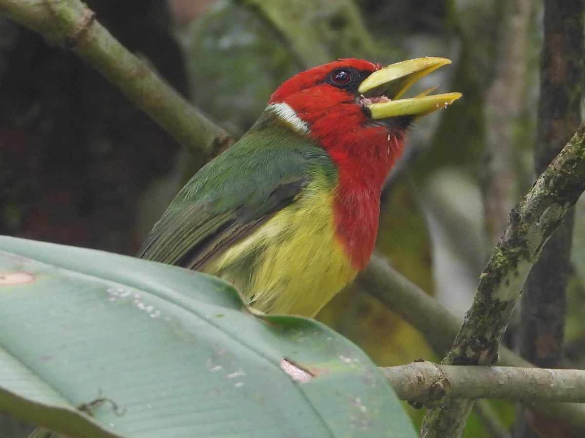 Red-headed Barbet - ML642240807