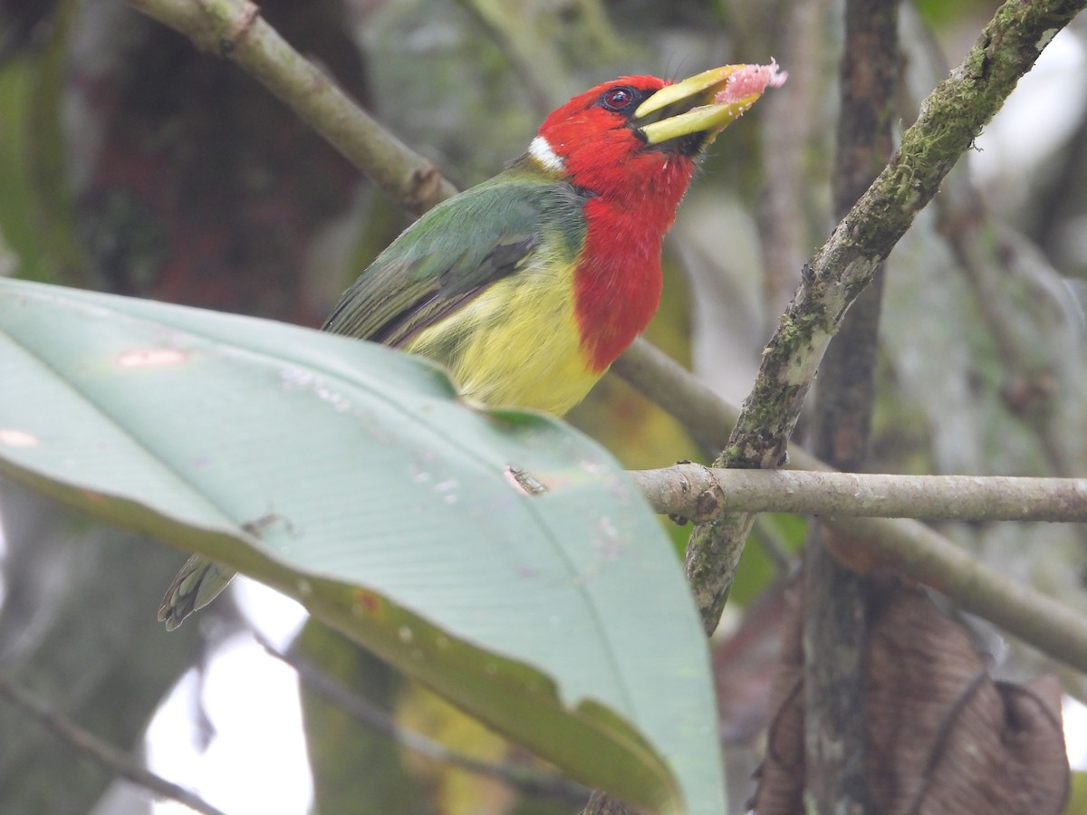 Red-headed Barbet - ML642240808