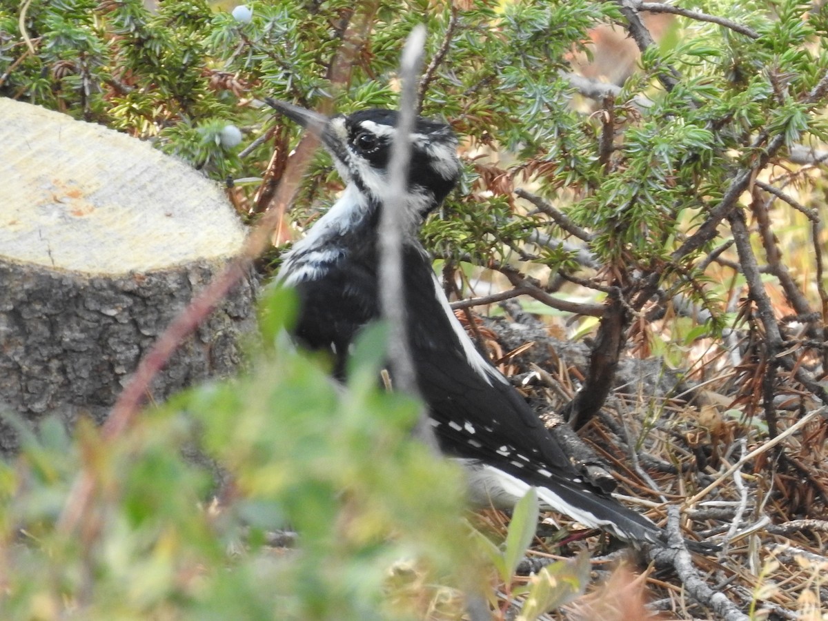 Hairy Woodpecker - ML642240809