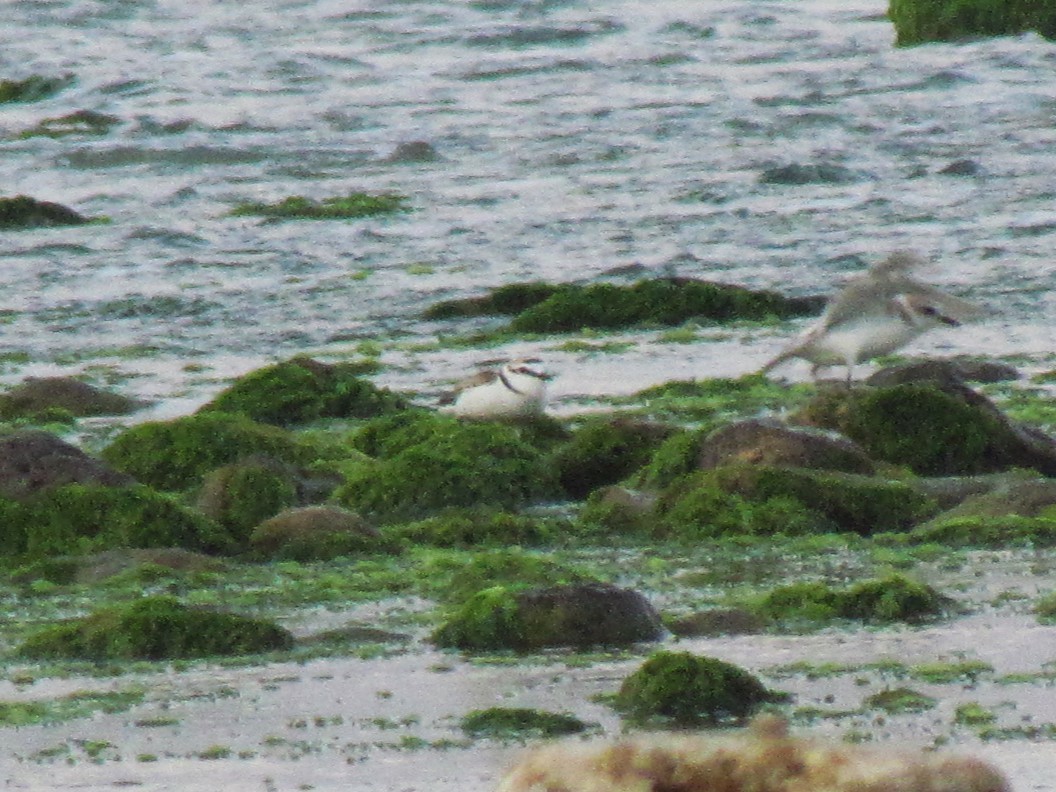 Kentish Plover - ML642240810