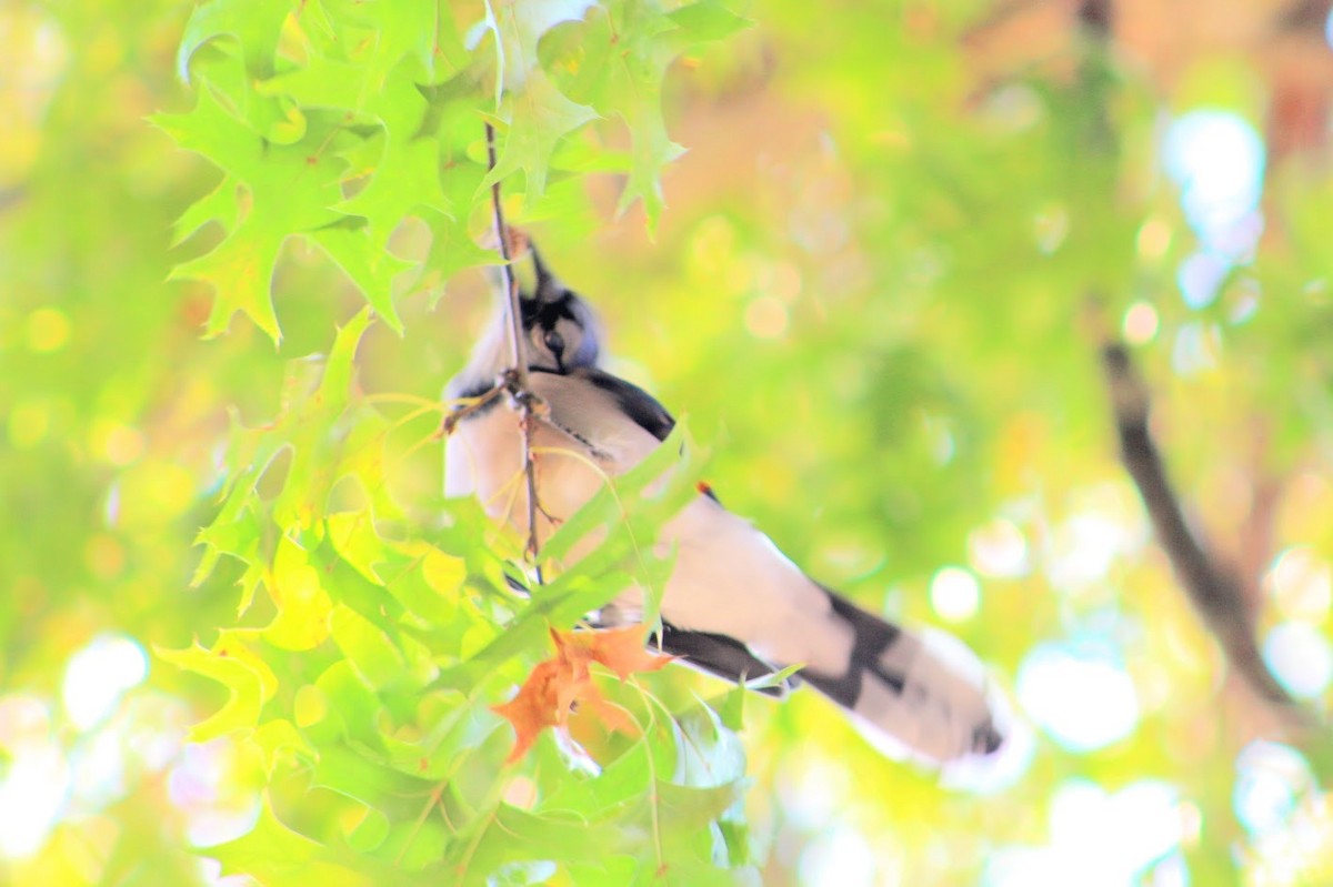 Blue Jay - ML642240811