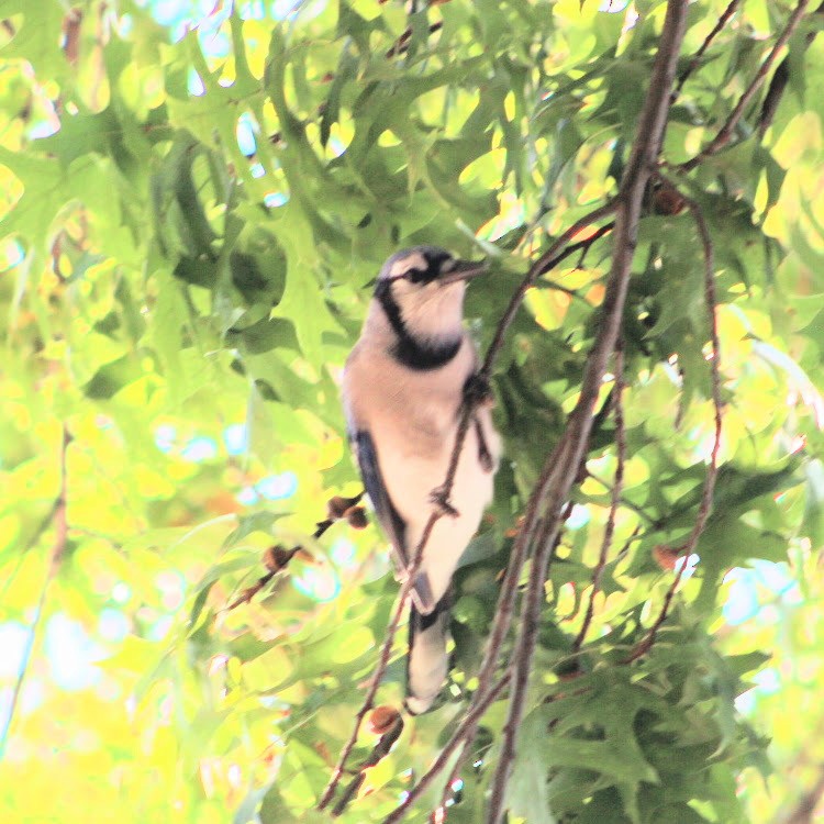Blue Jay - ML642240812