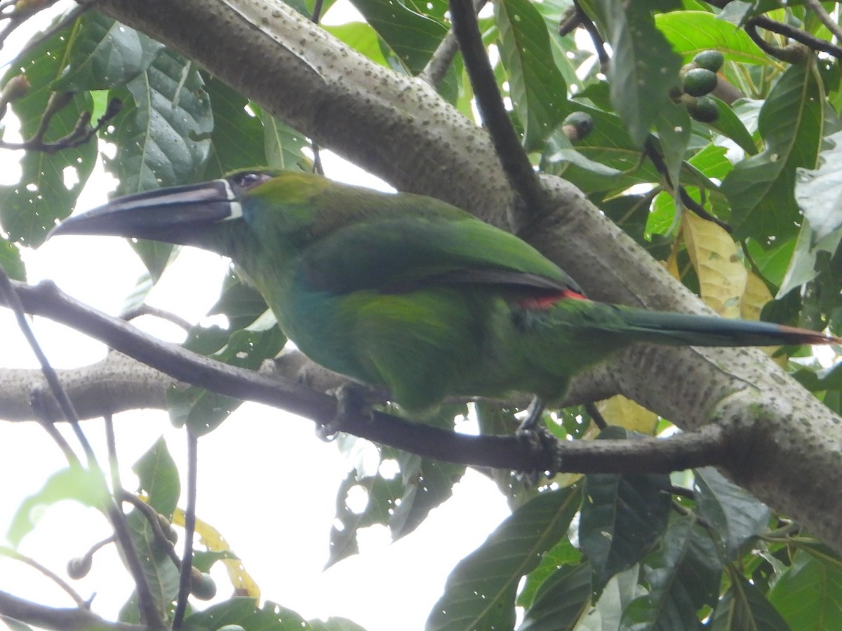Crimson-rumped Toucanet - ML642240817