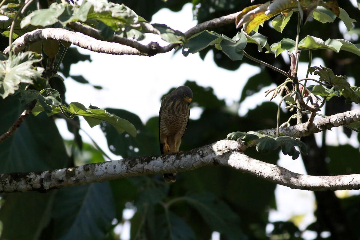 Roadside Hawk - ML642240819
