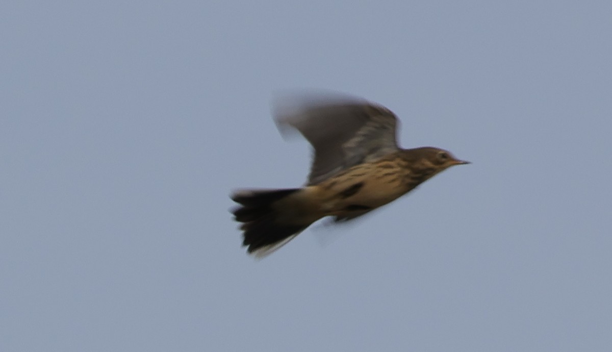 American Pipit - ML642240820