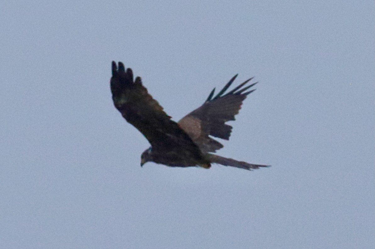 Black Kite - ML642240829