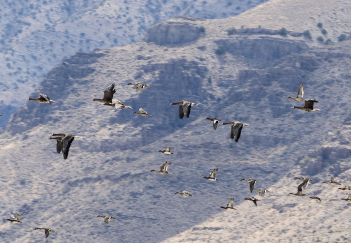 husa běločelá - ML642240841