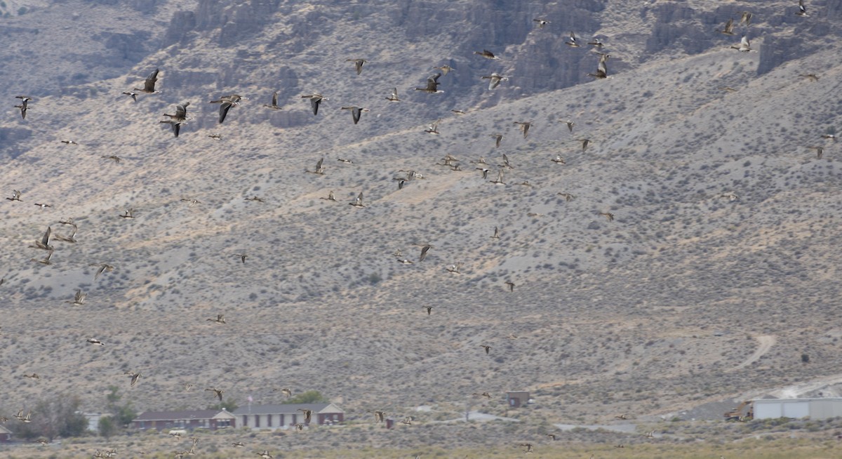 husa běločelá - ML642240842