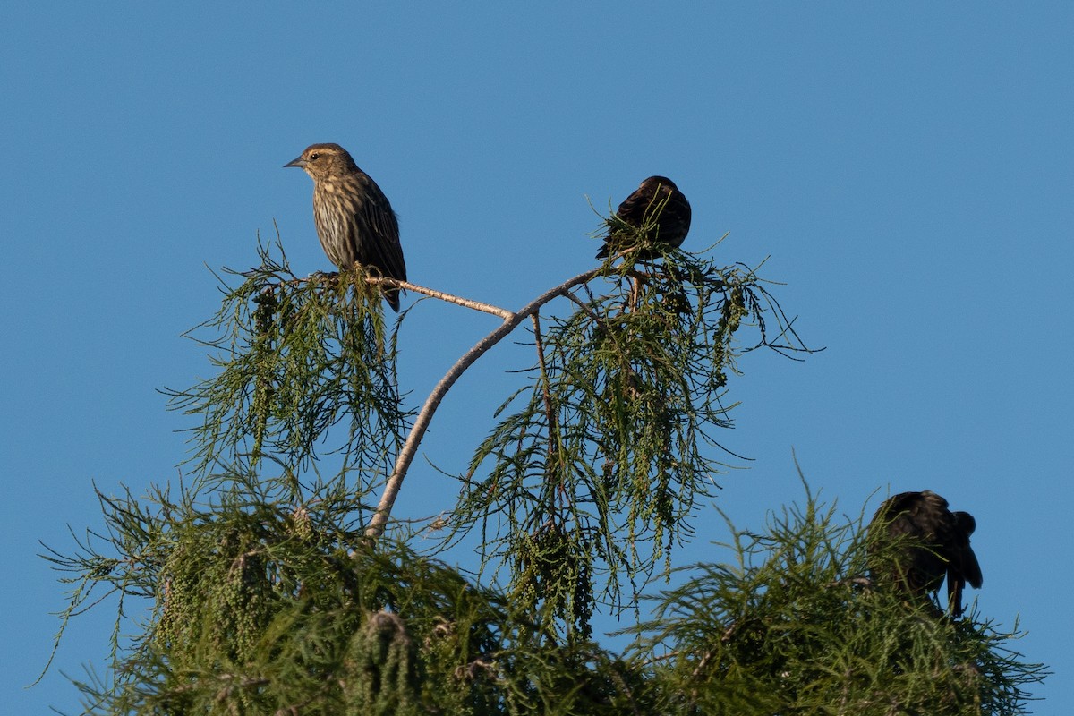 Red-winged Blackbird (Red-winged) - ML642240868