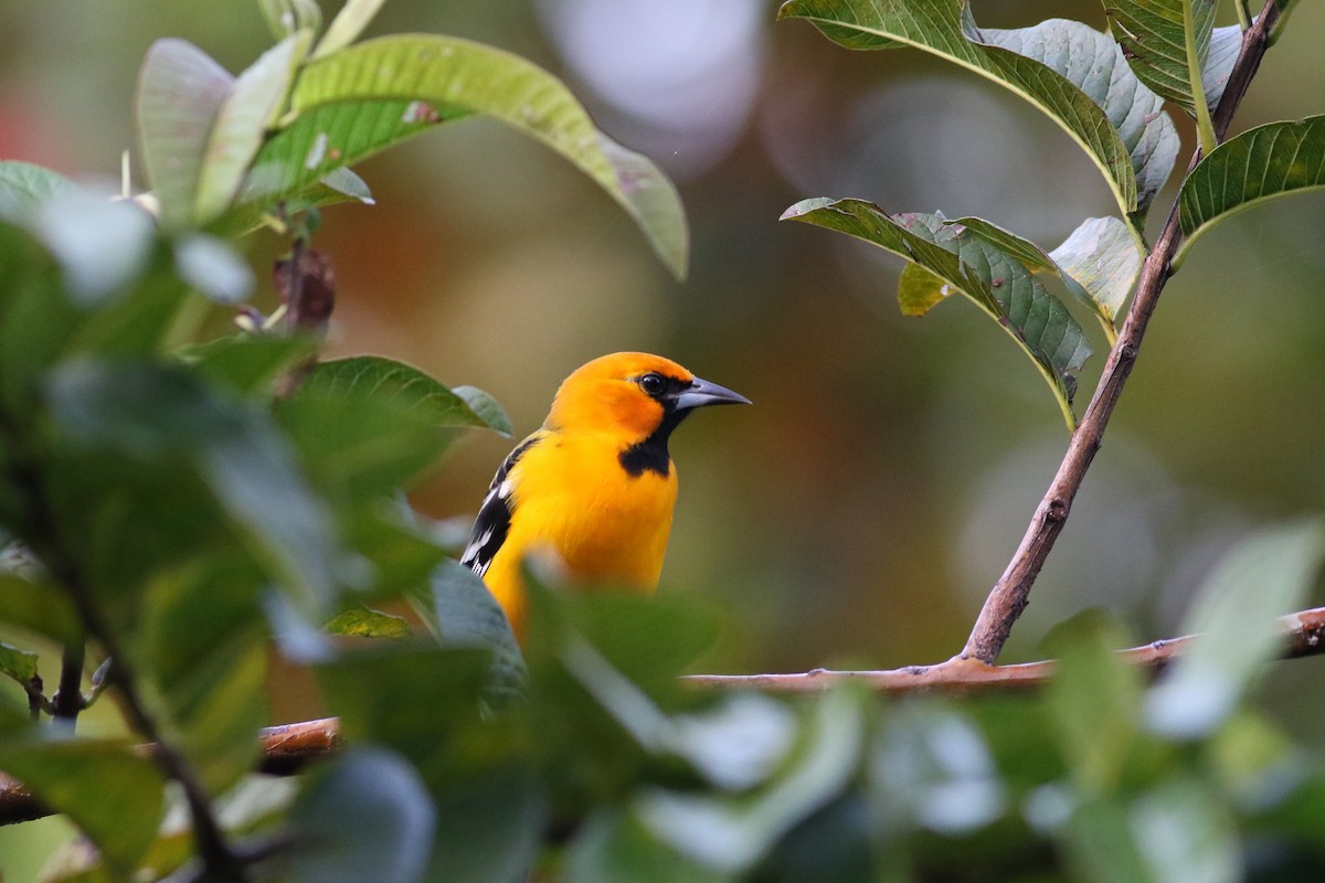 Streak-backed Oriole - ML642240877