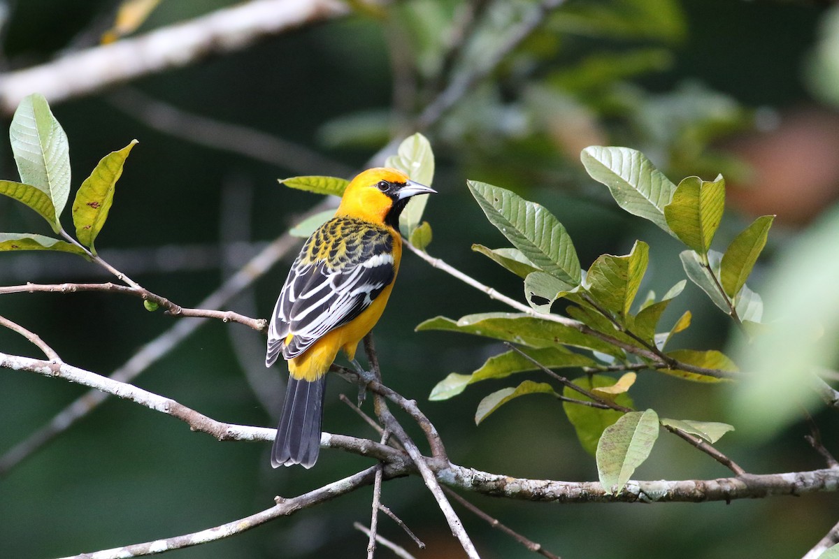 Streak-backed Oriole - ML642240878