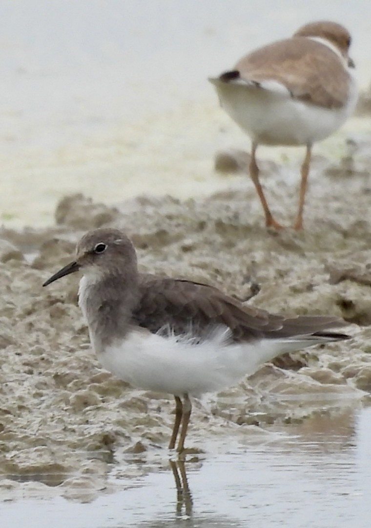 Temminck's Stint - ML642240885