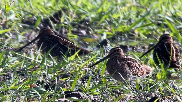 Wilson's Snipe - ML642240899