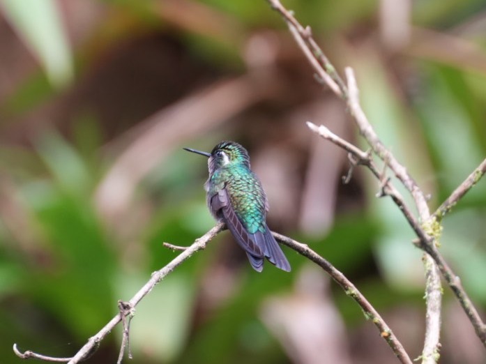 Colibri à gorge pourprée - ML642240900