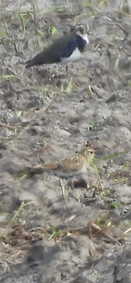 European Golden-Plover - ML642240913