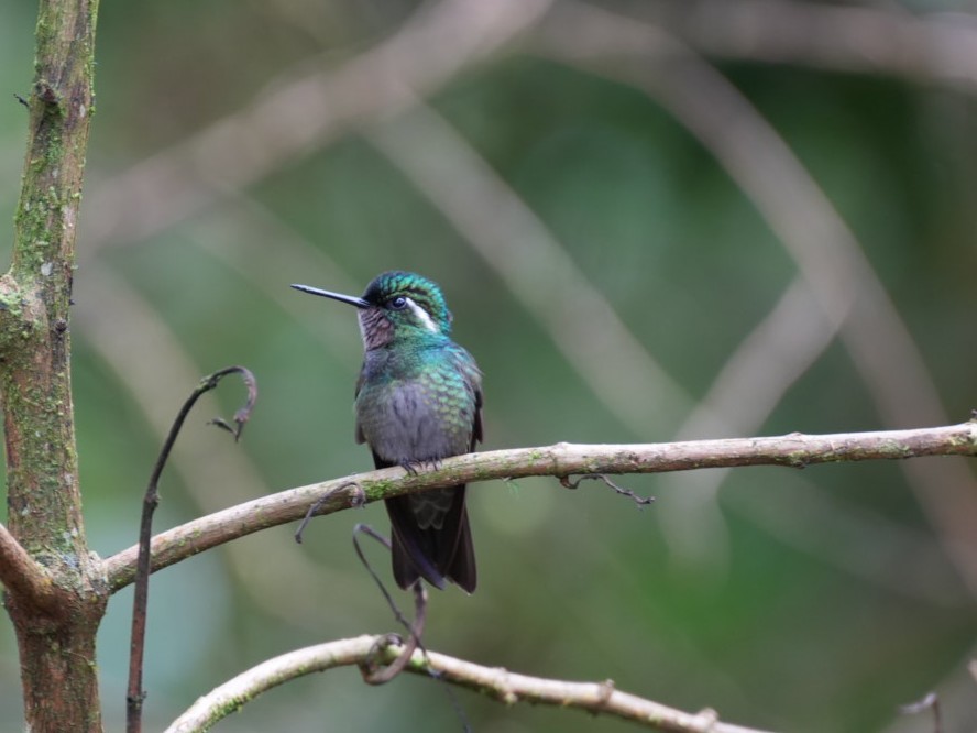 Colibri à gorge pourprée - ML642240914