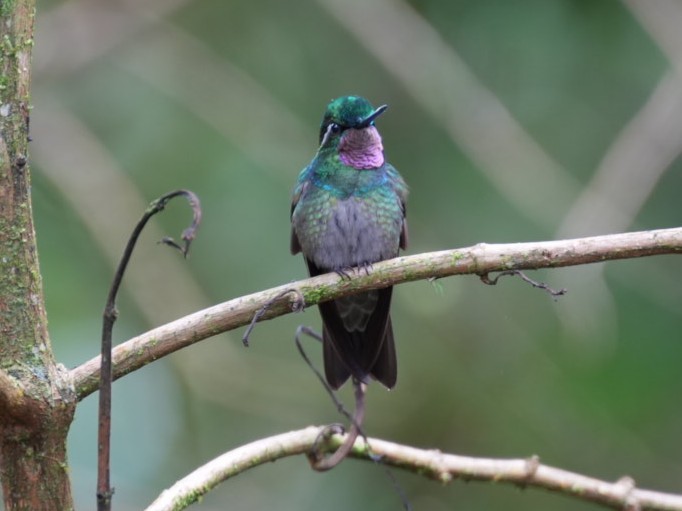 Colibri à gorge pourprée - ML642240915