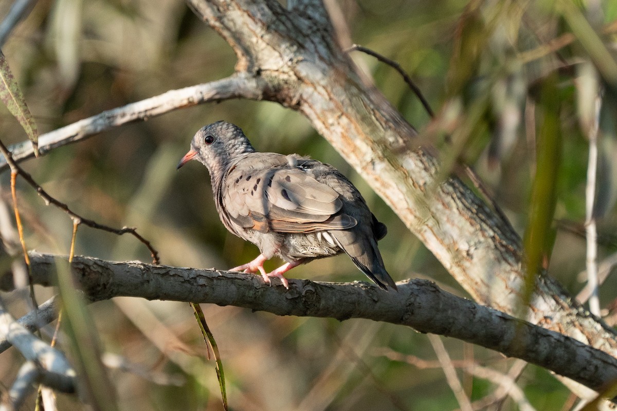 Common Ground Dove - ML642240928