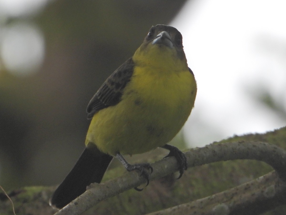 Alev Sokumlu Tangara - ML642240937