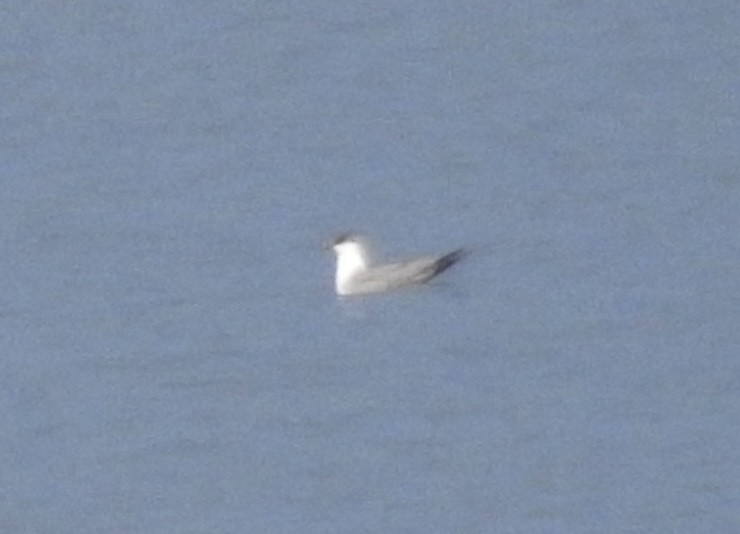 Long-tailed Jaeger - ML642240939