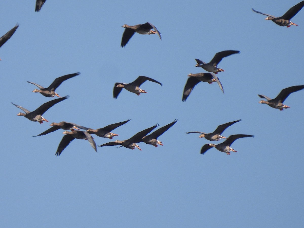 Greater White-fronted Goose - ML642240964