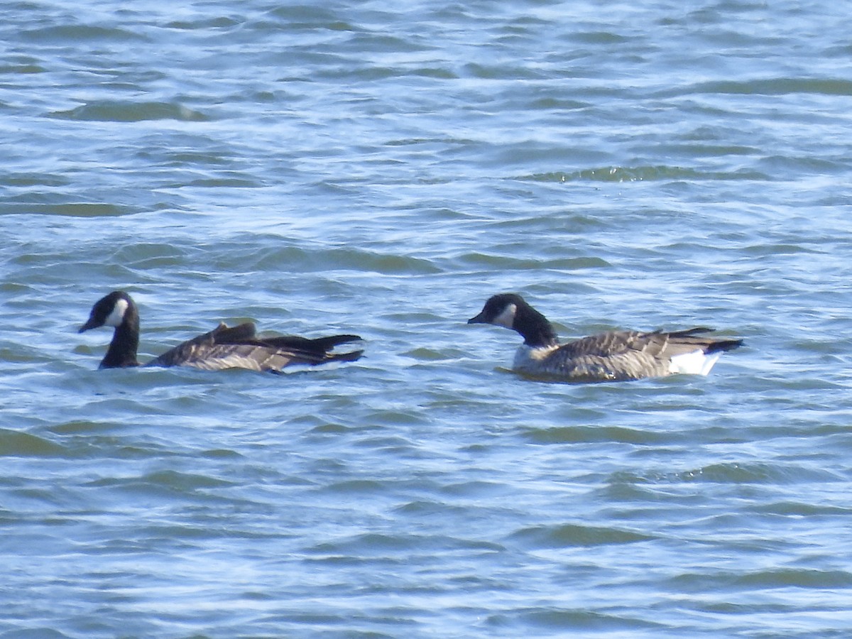 Cackling Goose - ML642240972