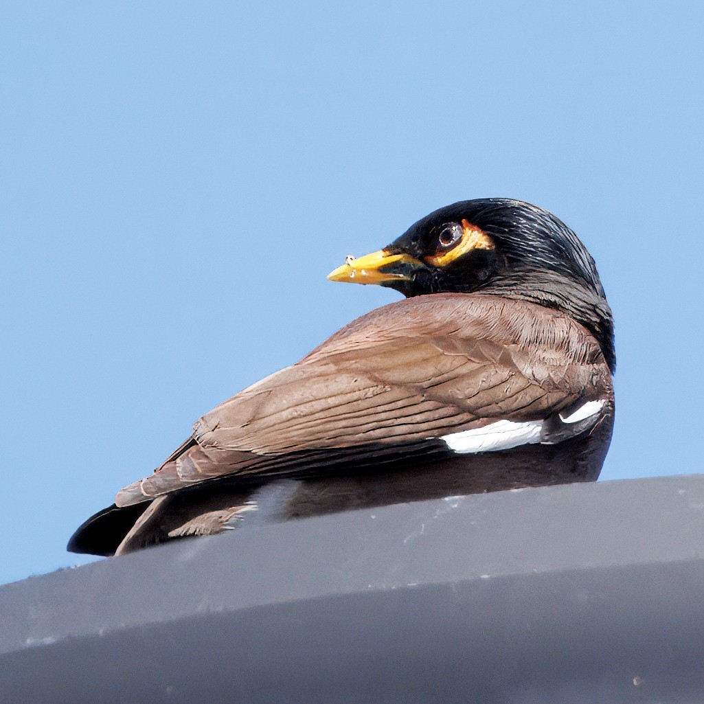 Common Myna - ML642240974