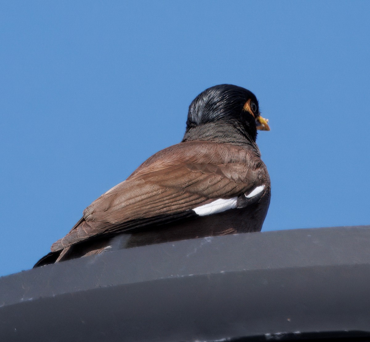 Common Myna - ML642240975