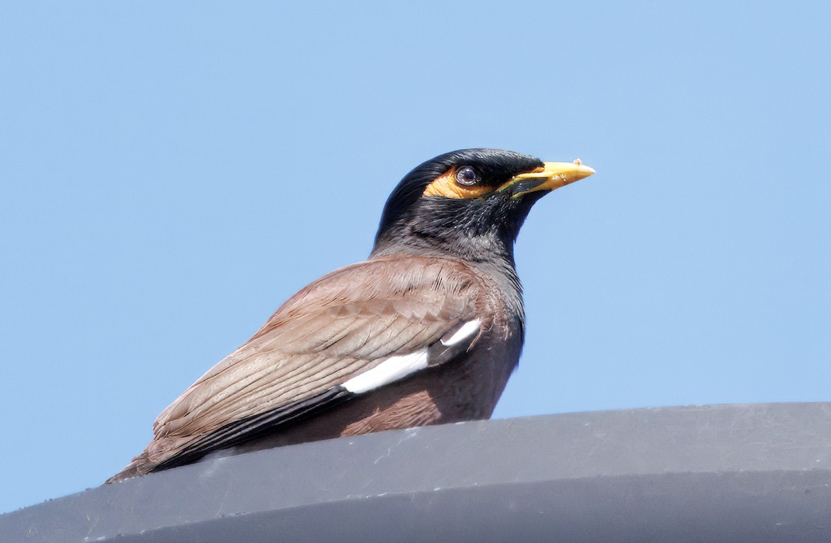 Common Myna - ML642240976