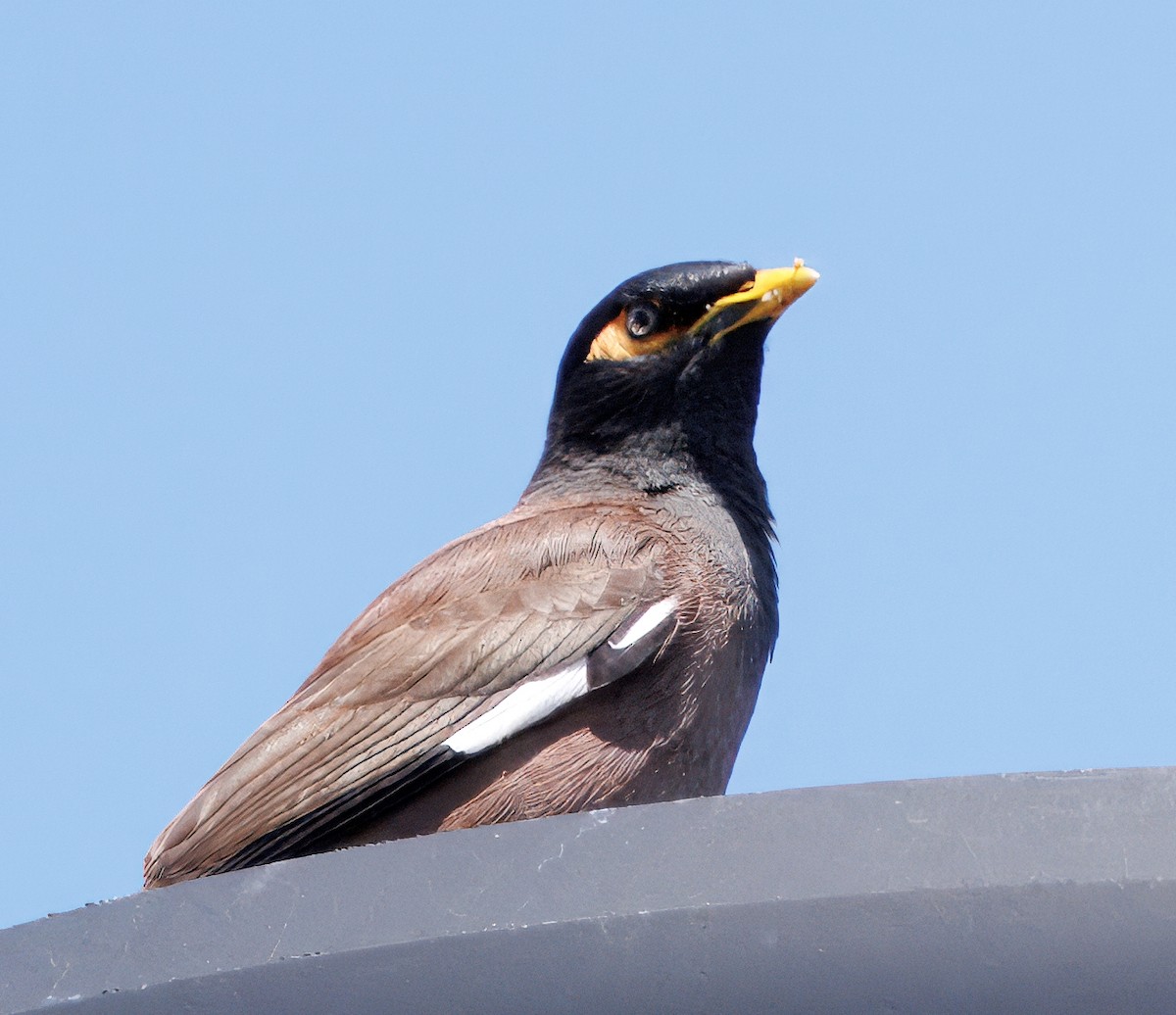 Common Myna - ML642240977
