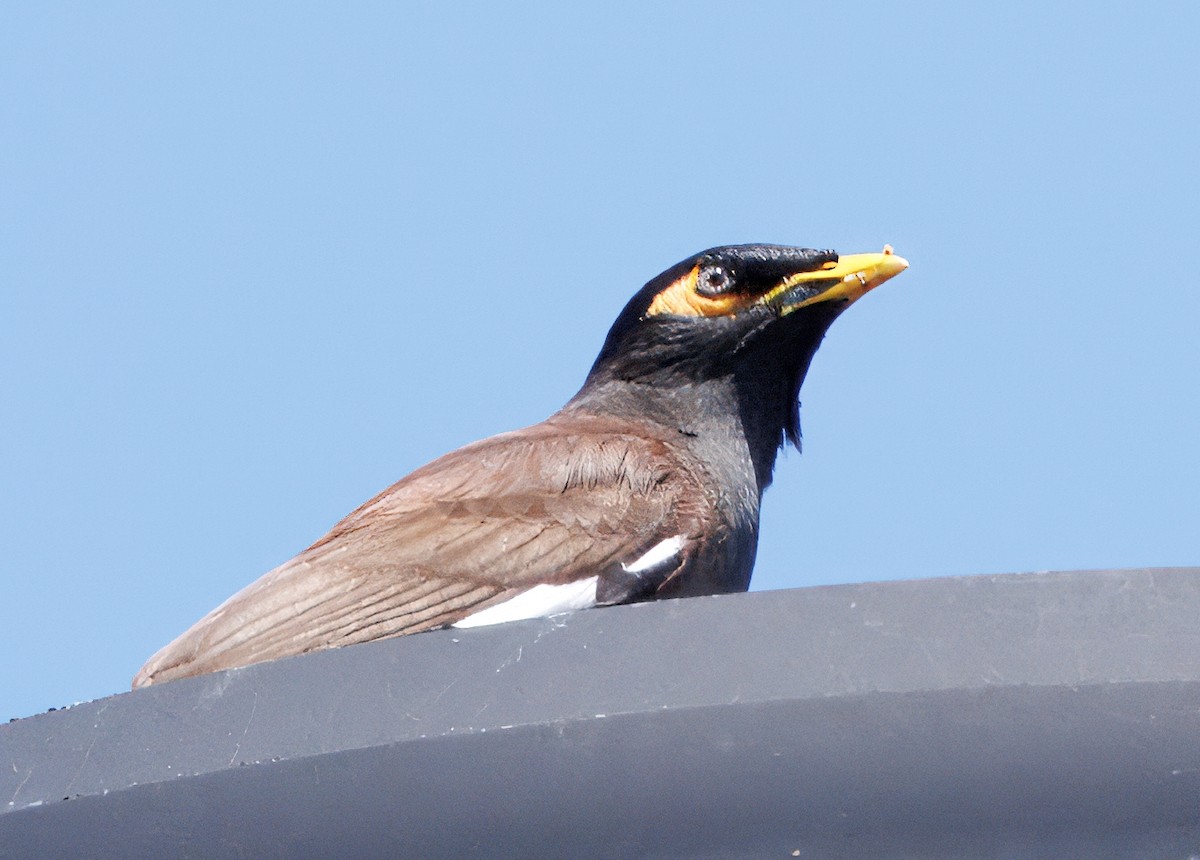Common Myna - ML642240978
