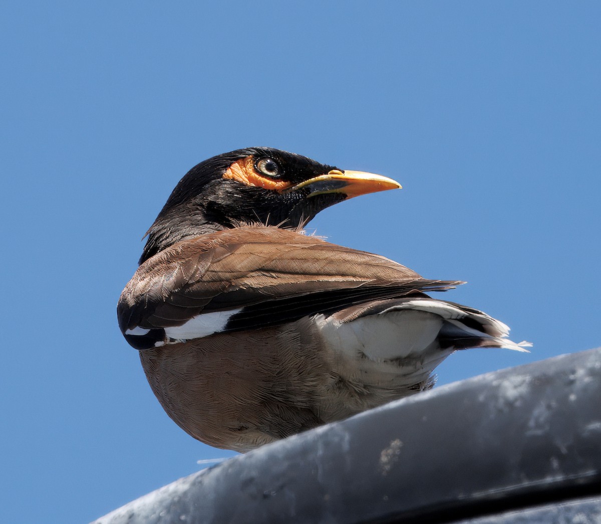Common Myna - ML642240979