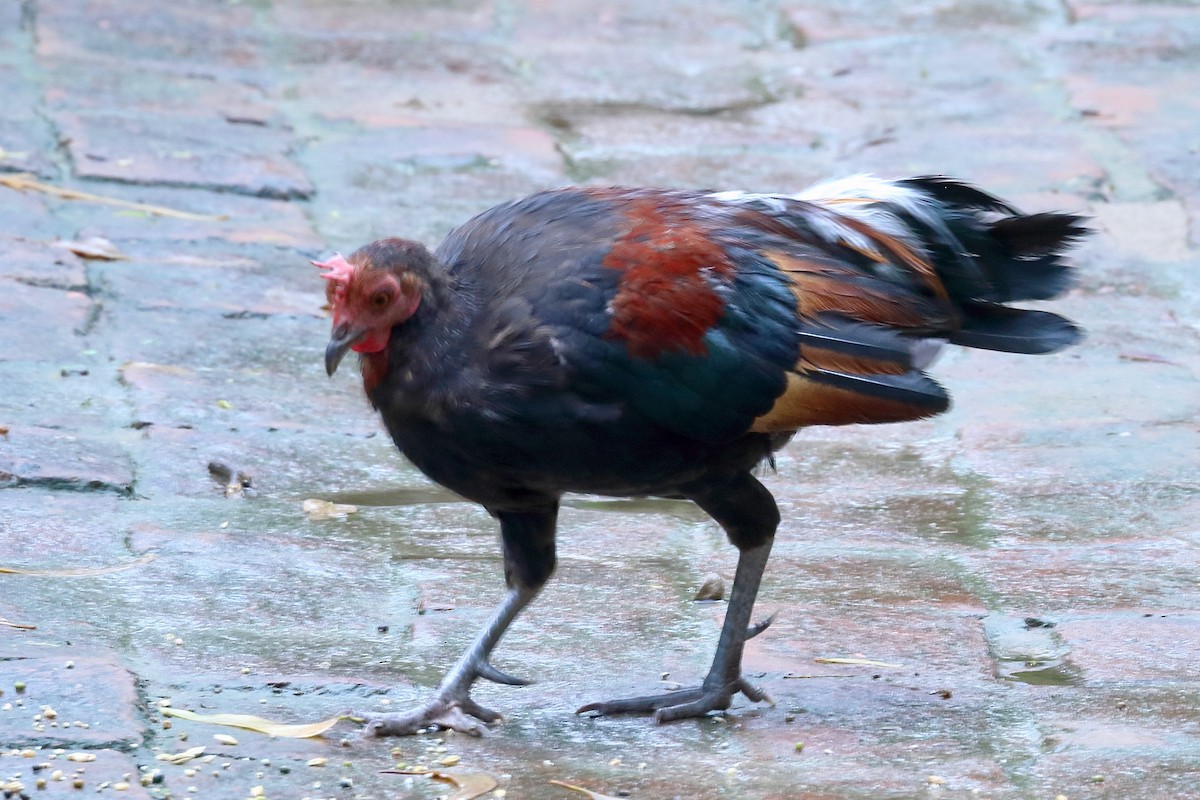 Red Junglefowl - ML642240992