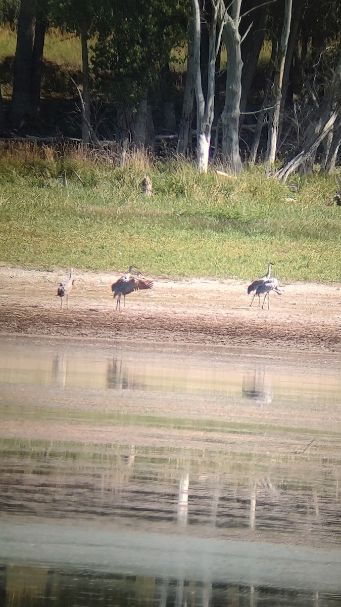Sandhill Crane - ML642241009