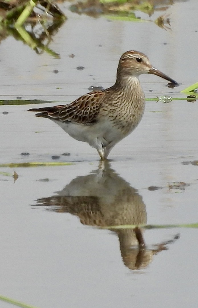 Pectoral Sandpiper - ML642241014
