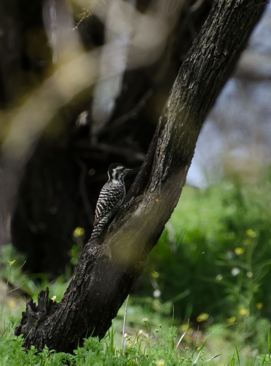 Striped Woodpecker - ML642241017
