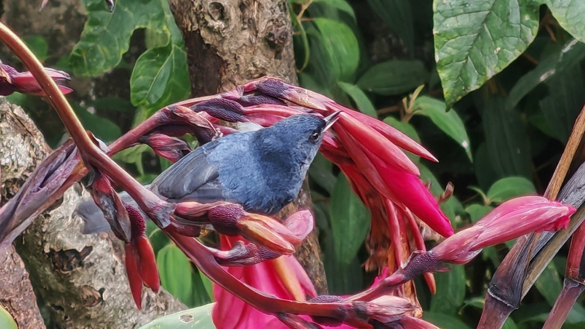 Slaty Flowerpiercer - ML642241116