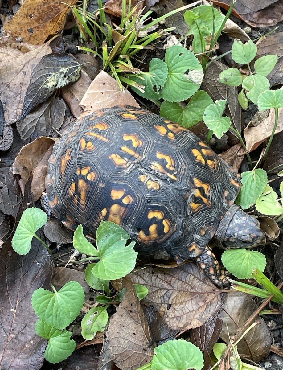 Common Box Turtle - ML642241124