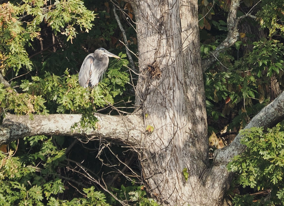 Great Blue Heron (Great Blue) - ML642241133