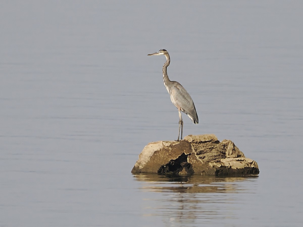 Great Blue Heron (Great Blue) - ML642241142