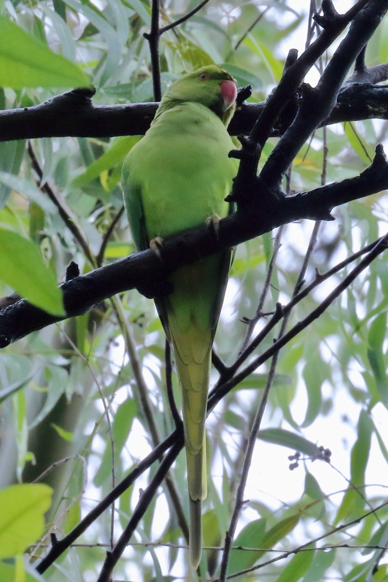 Rose-ringed Parakeet - ML642241145
