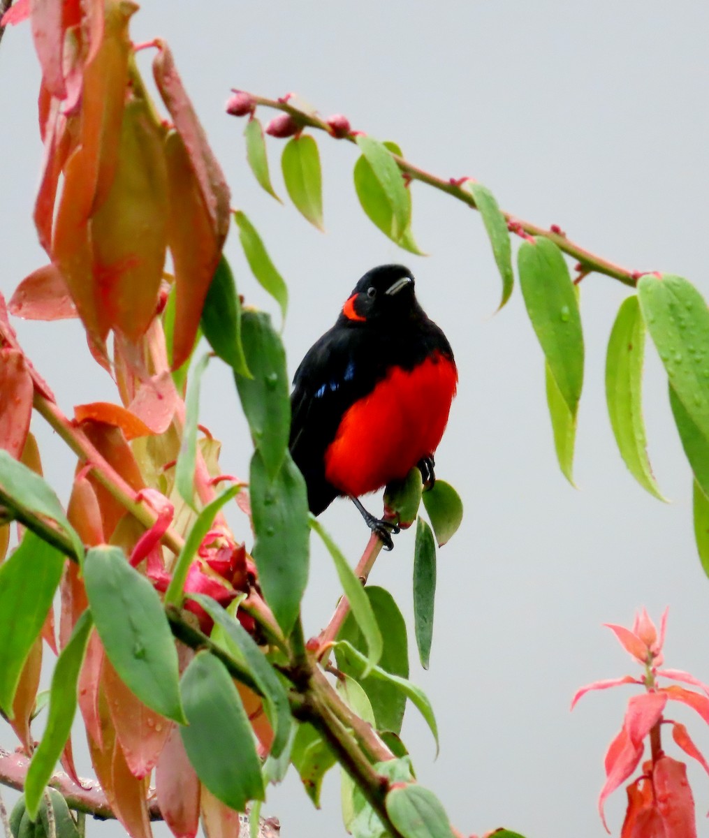 Scarlet-bellied Mountain Tanager - ML642241230