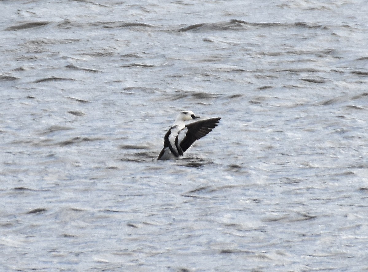 Smew - ML642241232